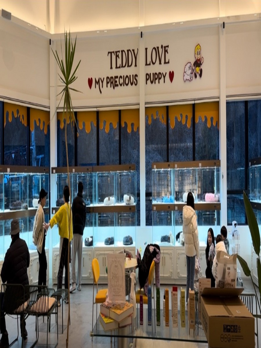 대구강아지분양 테디럽